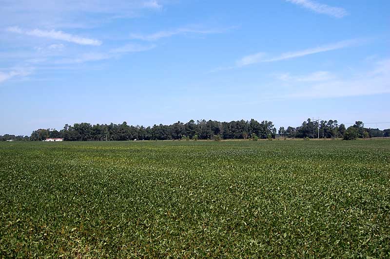 farmland